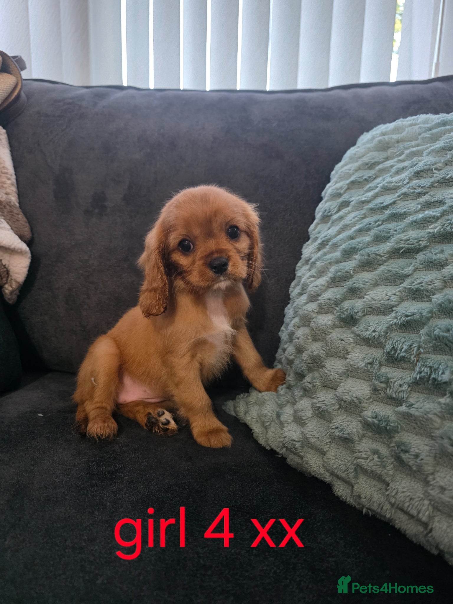 Cavalier King Charles Spaniel dogs **READY NOW** King Charles cavalier  - Advert 8