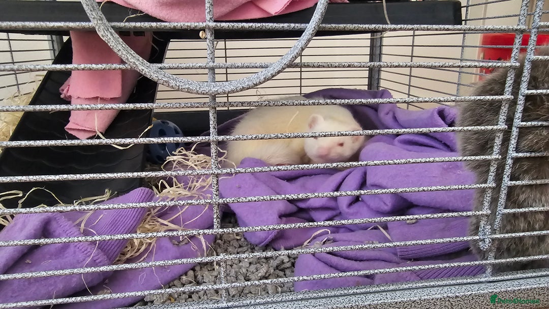 Ferret rodents for sale: Two ferret hobs for urgent adoption  - Image 2