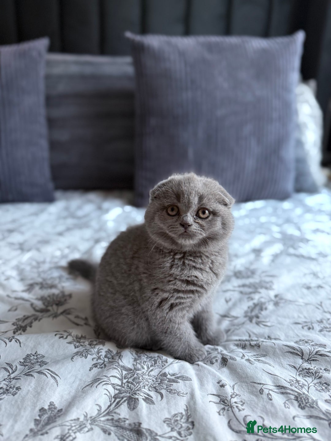 Scottish Fold cats for sale: 5 gorgeous kittens for sale - Advert 10