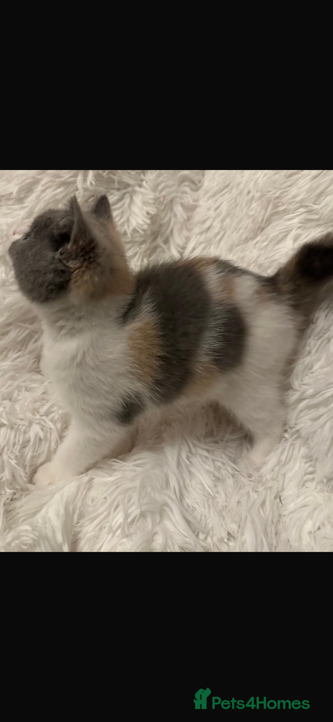 British Shorthair cats for sale: 1 left Ready NOW GCCF BSH kittens  - Advert 24