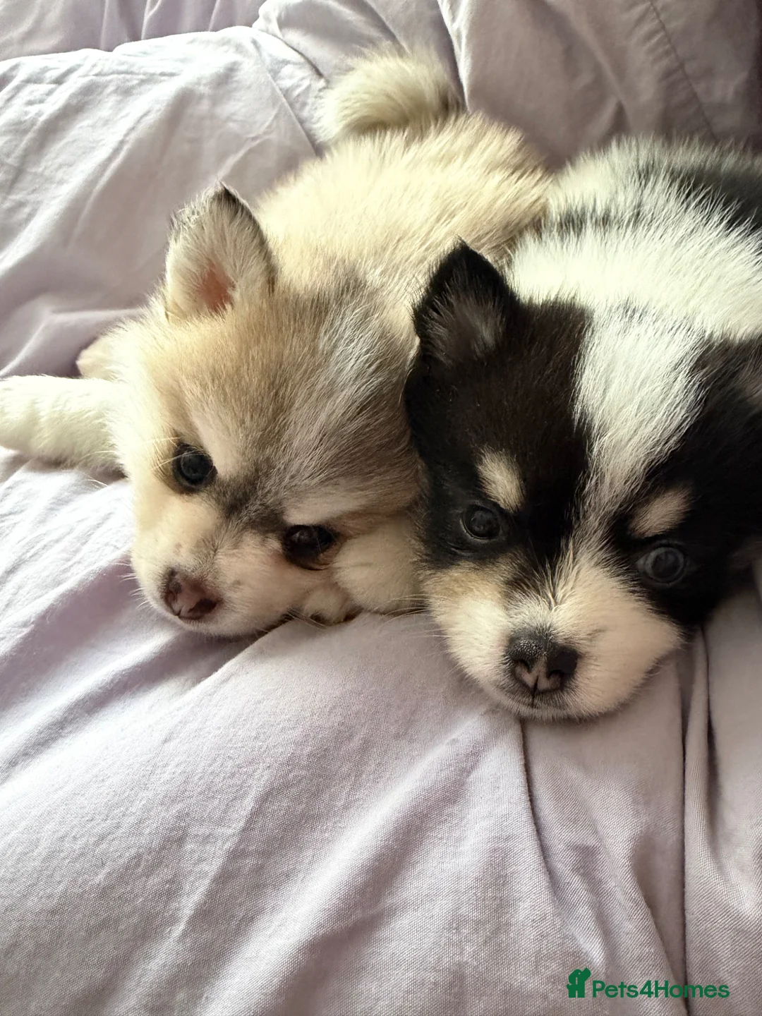 Pomsky dogs for sale: Stunning  **  Pomsky babies in Thetford - Advert 2