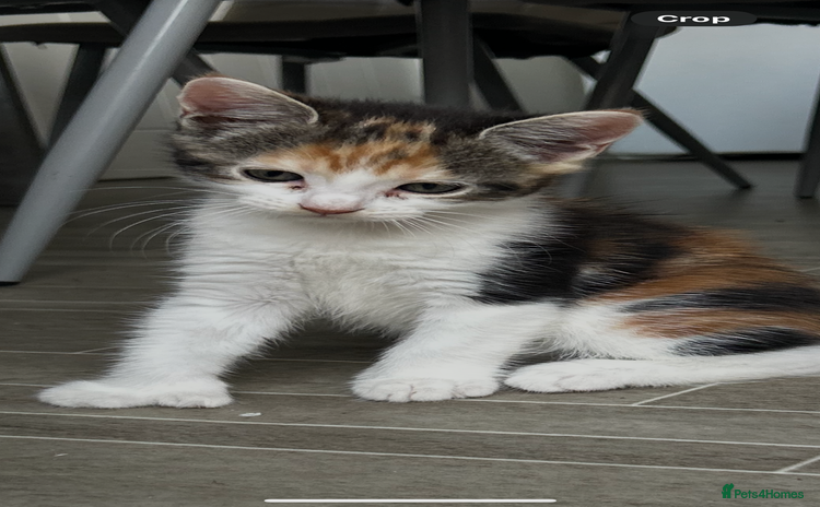 Maine Coon cats - Advert 14