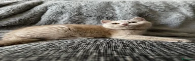 British Shorthair 4