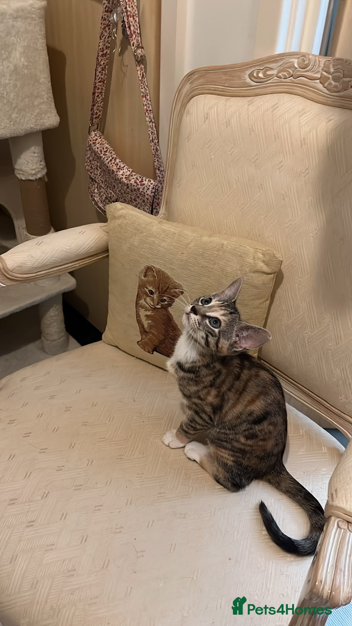 Mixed Breed cats Last tabby kitten ready for their new home  🐾🤍 - Advert 3