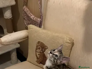Mixed Breed cats Last tabby kitten ready for their new home 🐾🤍 - Advert 3