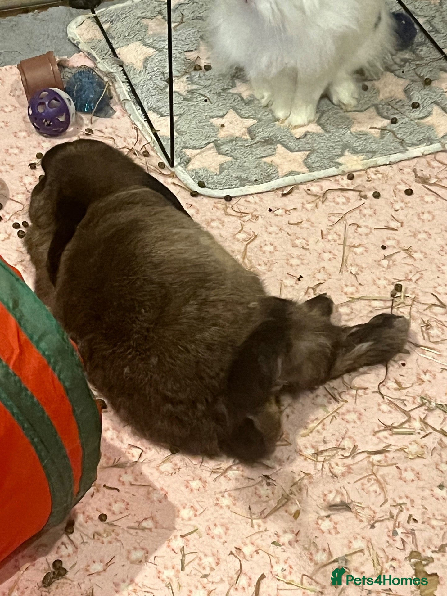 Mixed Breed rodents Boyce mini lop - Advert 2