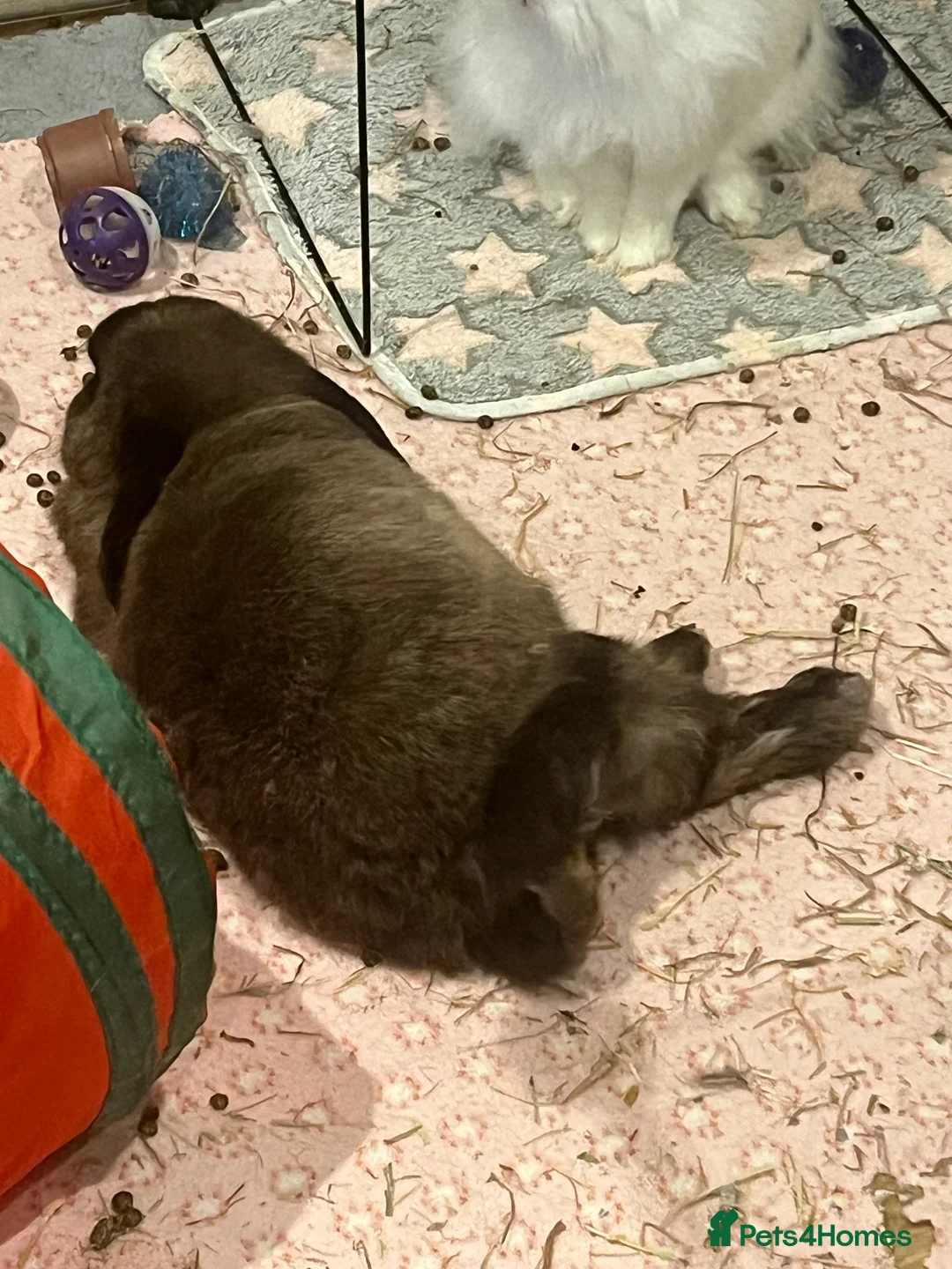 Mixed Breed rodents for sale: Boyce mini lop in Duns - Advert 1