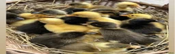 Ducks poultry for sale: Duckling and ready to lay Ducks  - Advert 4