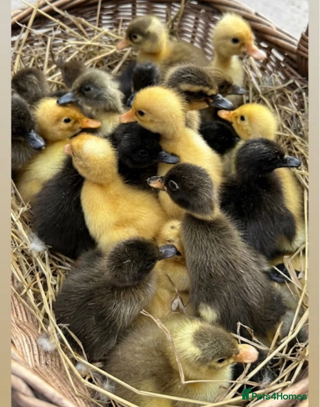 Ducks poultry for sale: Duckling and ready to lay Ducks  - Advert 4