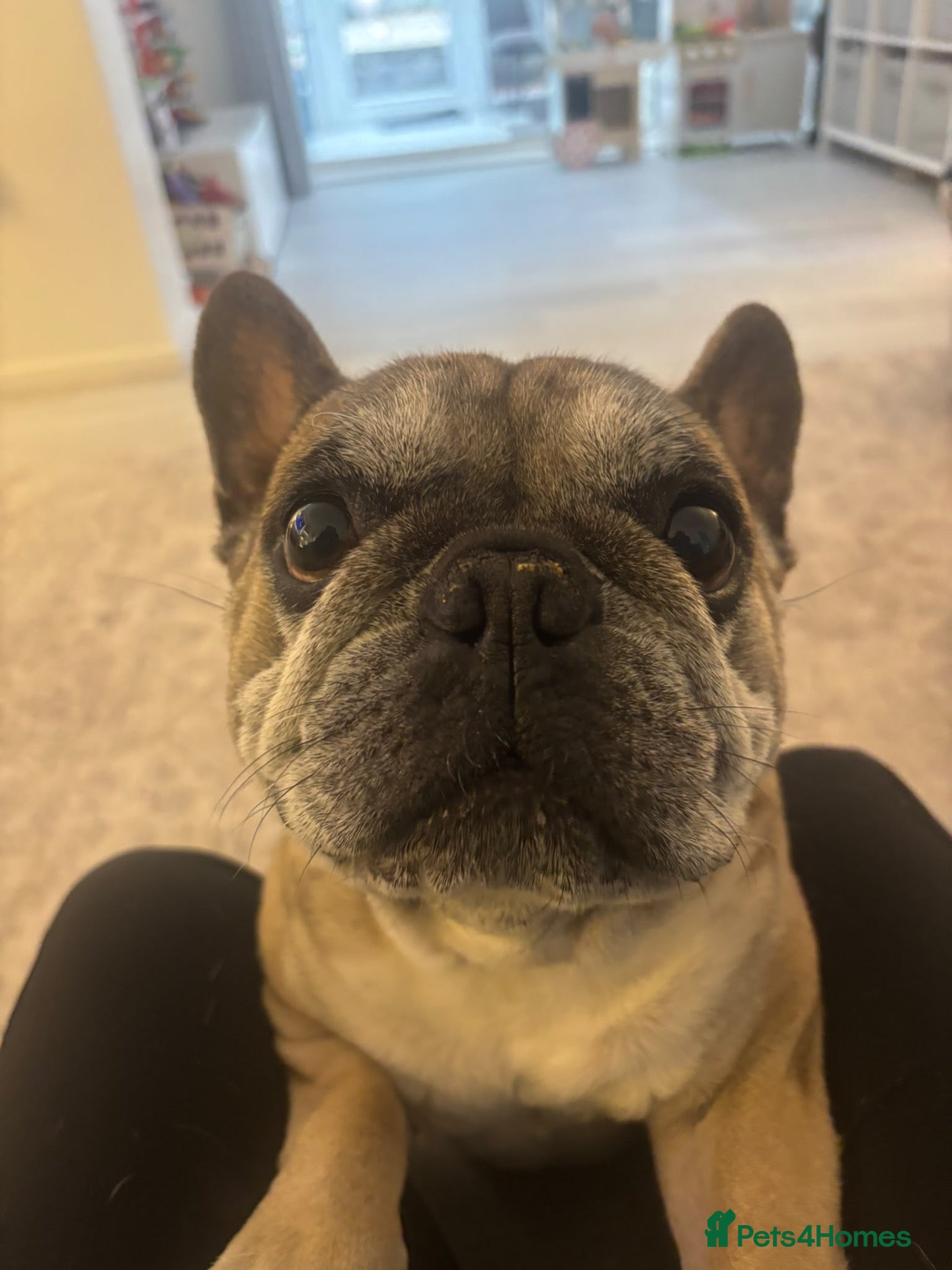 French Bulldog dogs for sale: French bull dog  - Advert 2