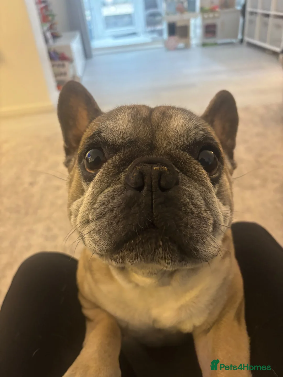 French Bulldog dogs for sale: French bull dog  - Advert 1