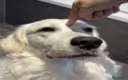Golden Retriever dogs for stud: Looking for a Female Golden Retriever 🐾 - Image 23