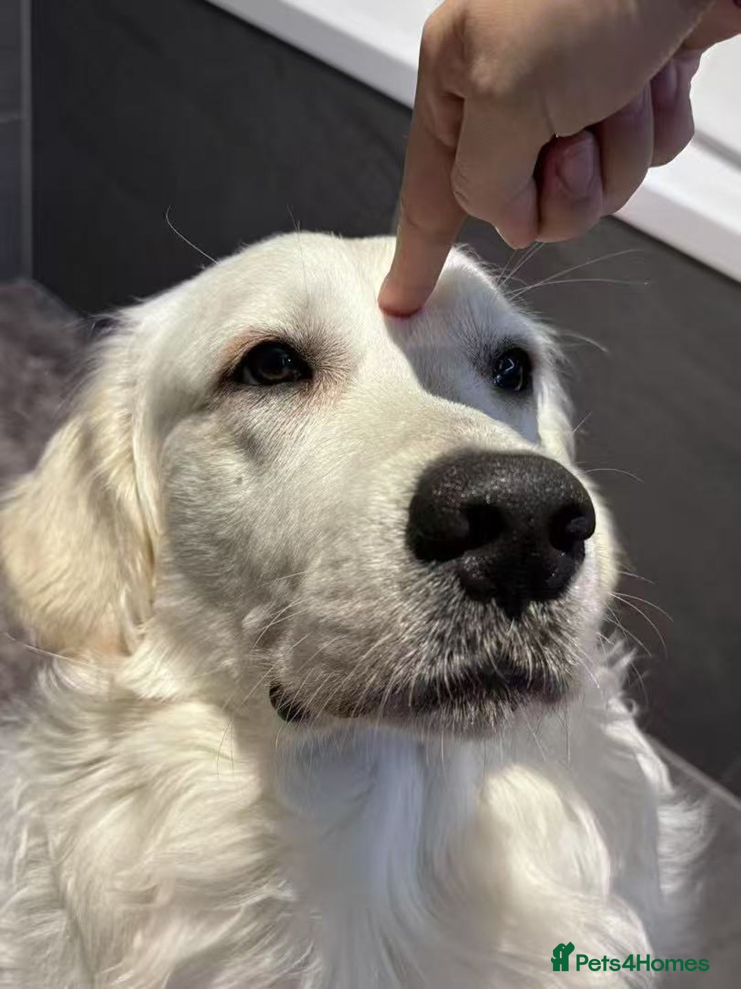 Golden Retriever dogs for stud: Looking for a Female Golden Retriever 🐾 - Image 23