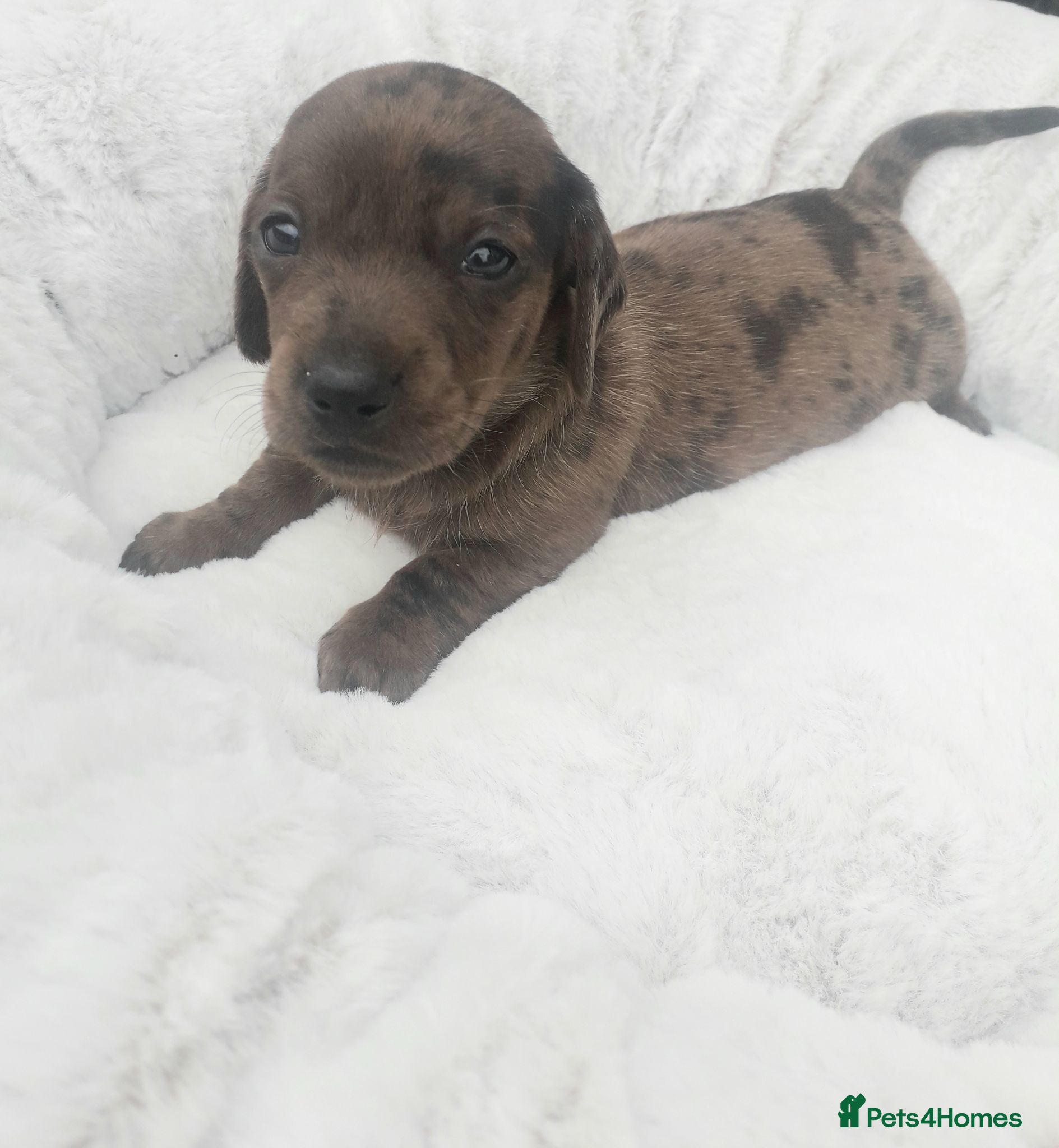 Miniature Dachshund dogs *AMAZING*QUALITY*TRUE*MINIATURE*DACHSHUNDS* - Advert 1