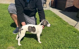 Lurcher dogs for sale: 2x Beautiful lurcher pups - Image 1