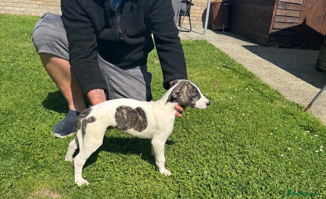 Lurcher dogs for sale: 2x Beautiful lurcher pups - Image 1