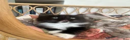 Ragdoll cats for sale: Beautiful Ragdoll Cross Kittens  - Advert 3