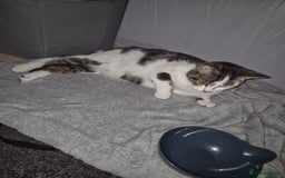British Shorthair cats for sale: 1xmale black & white and 1xfemale Calico colours  - Image 10