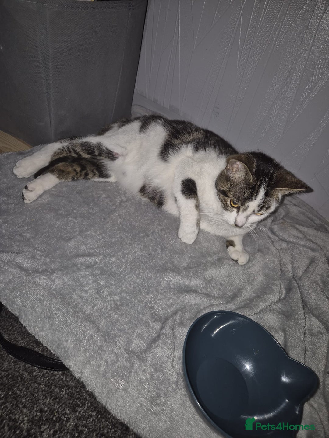 British Shorthair cats for sale: 1xmale black & white and 1xfemale Calico colours  - Image 10