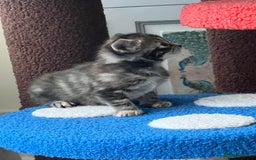 Mixed Breed cats for sale: 4  GORGEOUS TABBY/TORTOISHELL GIRLS.   - Image 26