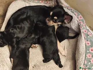 Mixed Breed dogs Puppies in Buxton - Advert 1