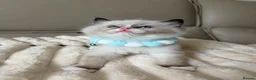 Ragdoll cats for sale: 4 ragdoll boys - Advert 12