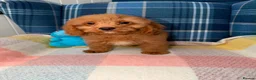 Cavapoo dogs for sale: Stunning Red Cavapoo Puppies Ready Now - Advert 5