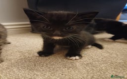 Mixed Breed cats for sale: 5 kittens available on Oct 2nd-9th - Image 3
