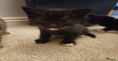 Mixed Breed cats - Advert 4