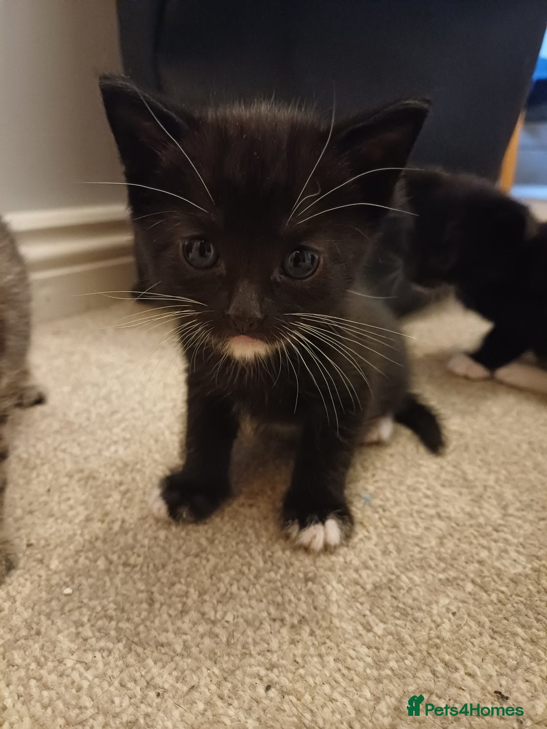 Mixed Breed cats for sale: 5 kittens available on Oct 2nd-9th - Image 3