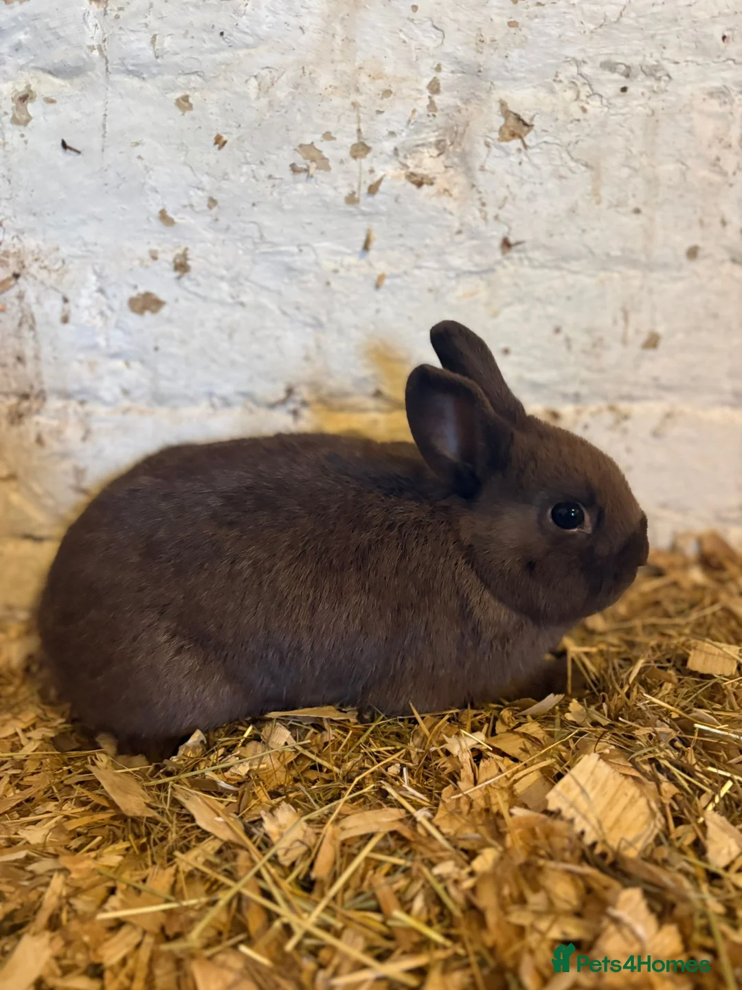 Netherland Dwarf rabbits for sale: Pedigree Rabbits (Dwarf X Lionhead) in Southampton - Advert 1
