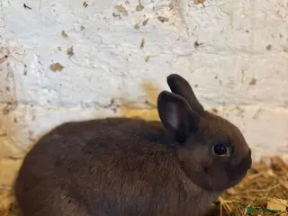 Netherland Dwarf rabbits Pedigree Rabbits (Dwarf X Lionhead) - Advert 1