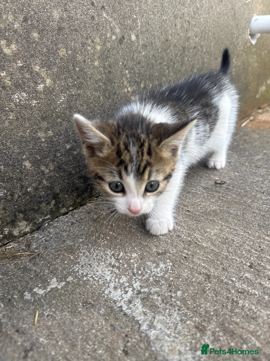 Mixed Breed cats for sale: Kittens looking for loving new home in Carmarthen - Advert 2