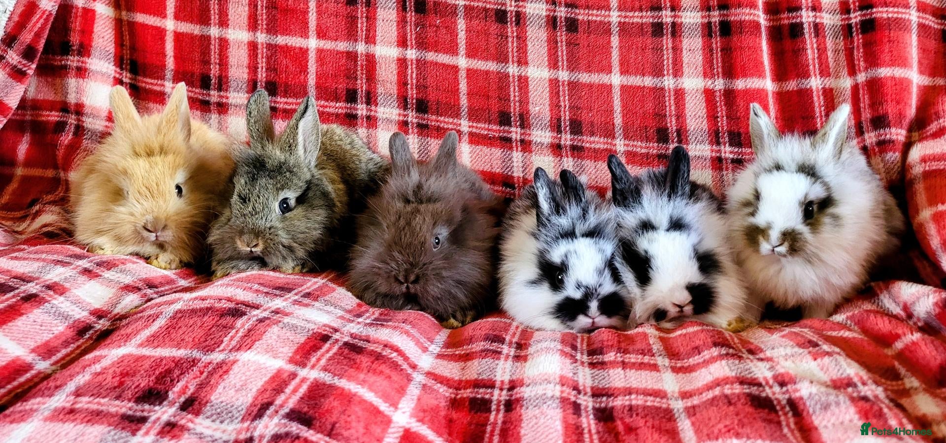 Mini Lop rabbits Mini lionlop   - Advert 22