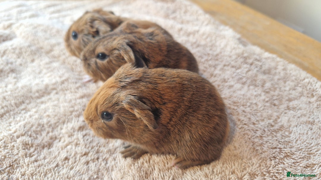 Guinea Pig rodents for sale: Teddy Guinea Pigs - Advert 3
