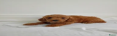 Cockapoo Puppy 7