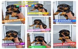 Rottweiler dogs for sale: (KC) REX & DELLAS FINAL LITTER OF QUALITY PUPS - Image 20