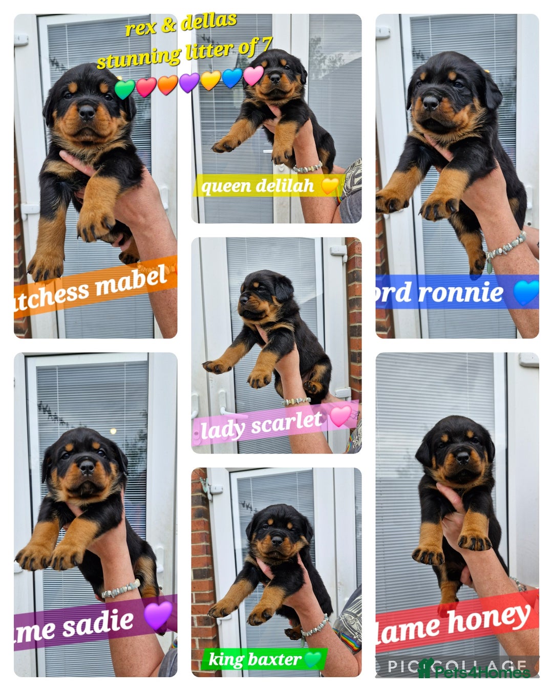 Rottweiler dogs for sale: (KC) REX & DELLAS FINAL LITTER OF QUALITY PUPS - Image 20