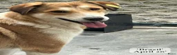 Mixed Breed dogs for adoption: Brazil, 5-6 yrs old. Available for adoption. in Brixham - Advert 12