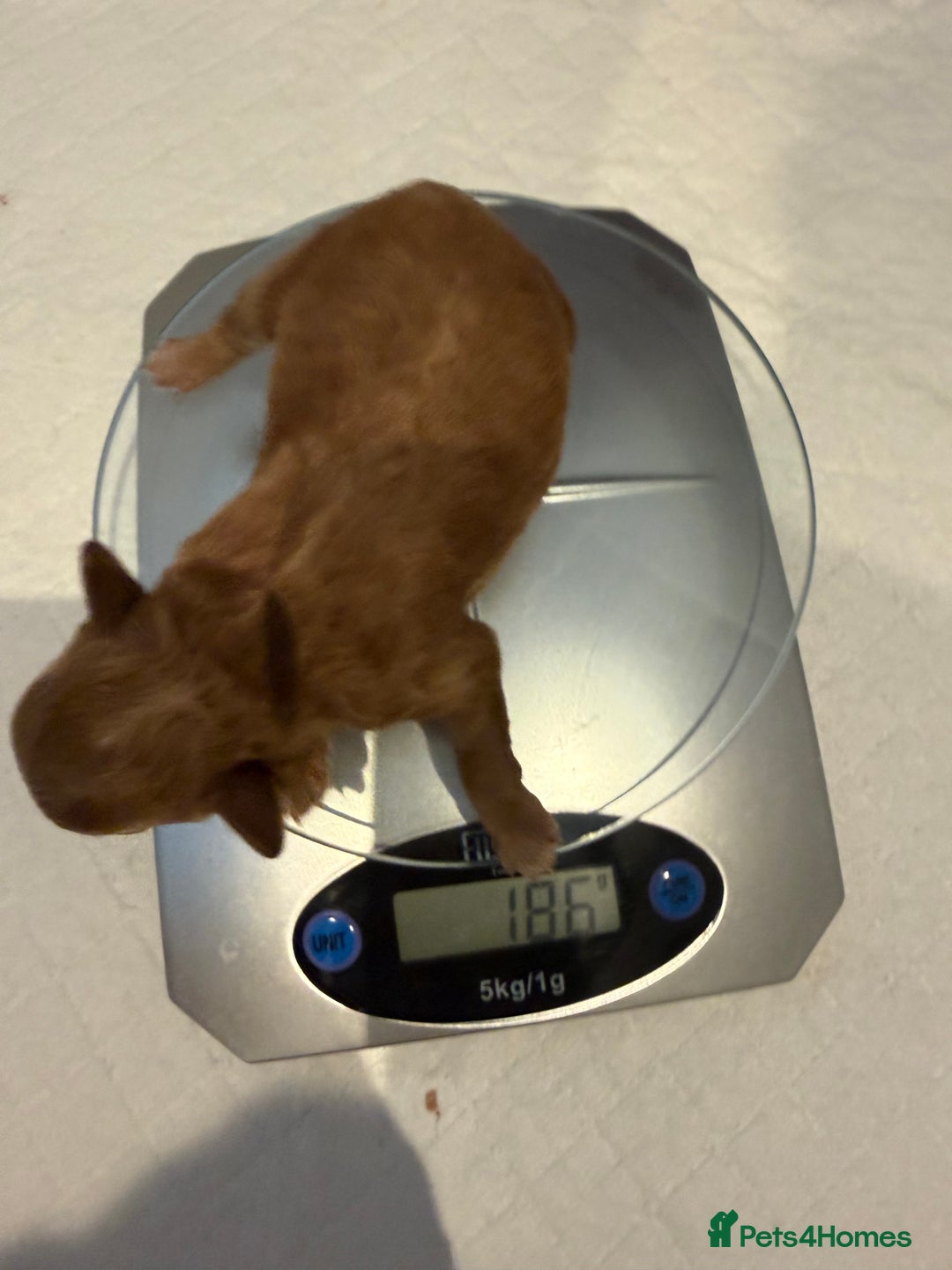 Maltipoo dogs for sale: Rare maltipoo puppies please read description  - Advert 4