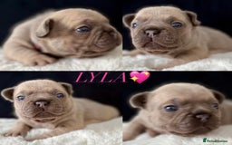 French Bulldog dogs for sale: QUALITY HOME BRED FRENCH BULLDOG PUPPIES - Image 6
