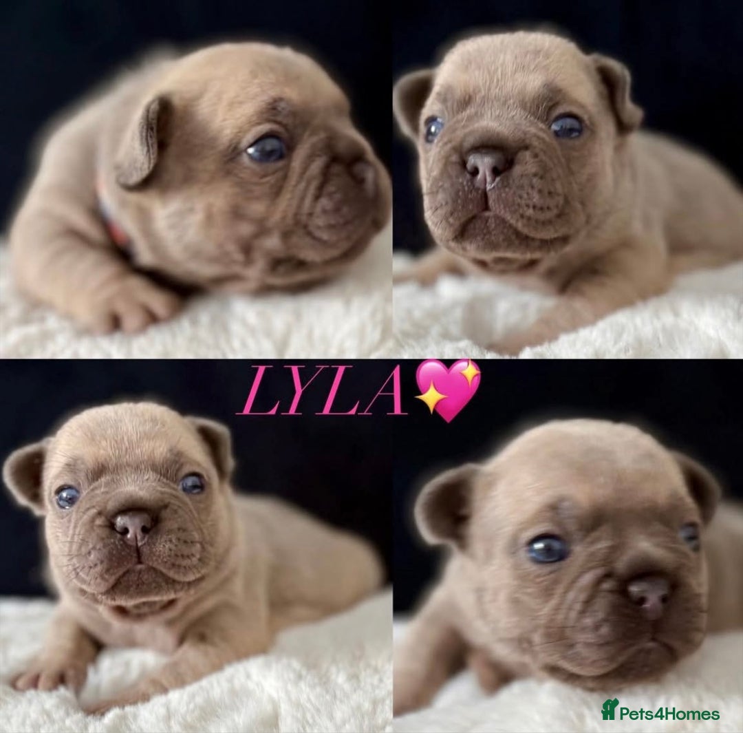 French Bulldog dogs for sale: QUALITY HOME BRED FRENCH BULLDOG PUPPIES - Image 6