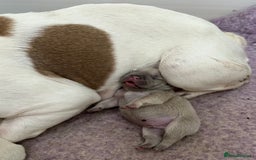 French Bulldog dogs for sale: French bulldog puppies  - Advert 3