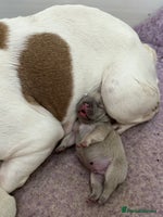 French Bulldog dogs French bulldog puppies - Advert 11