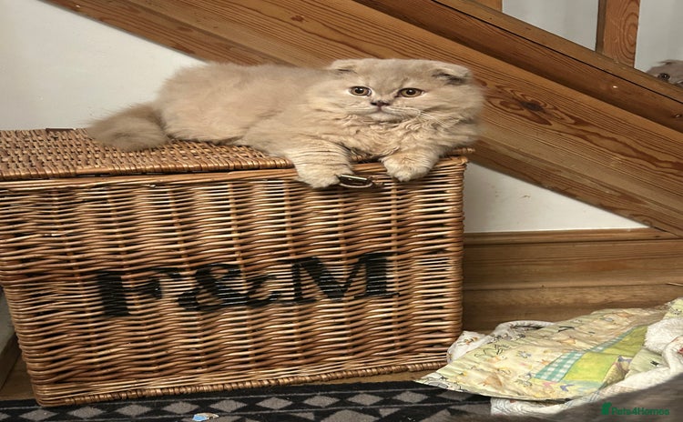 Scottish Fold cats 🩷Scottish fold kittens Ready Now 🩷 - Advert 3