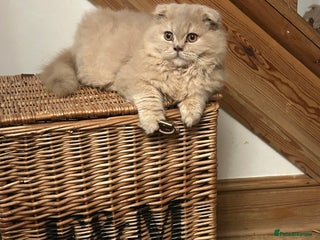 Scottish Fold cats 🩷Scottish fold kittens Ready Now 🩷 - Advert 3
