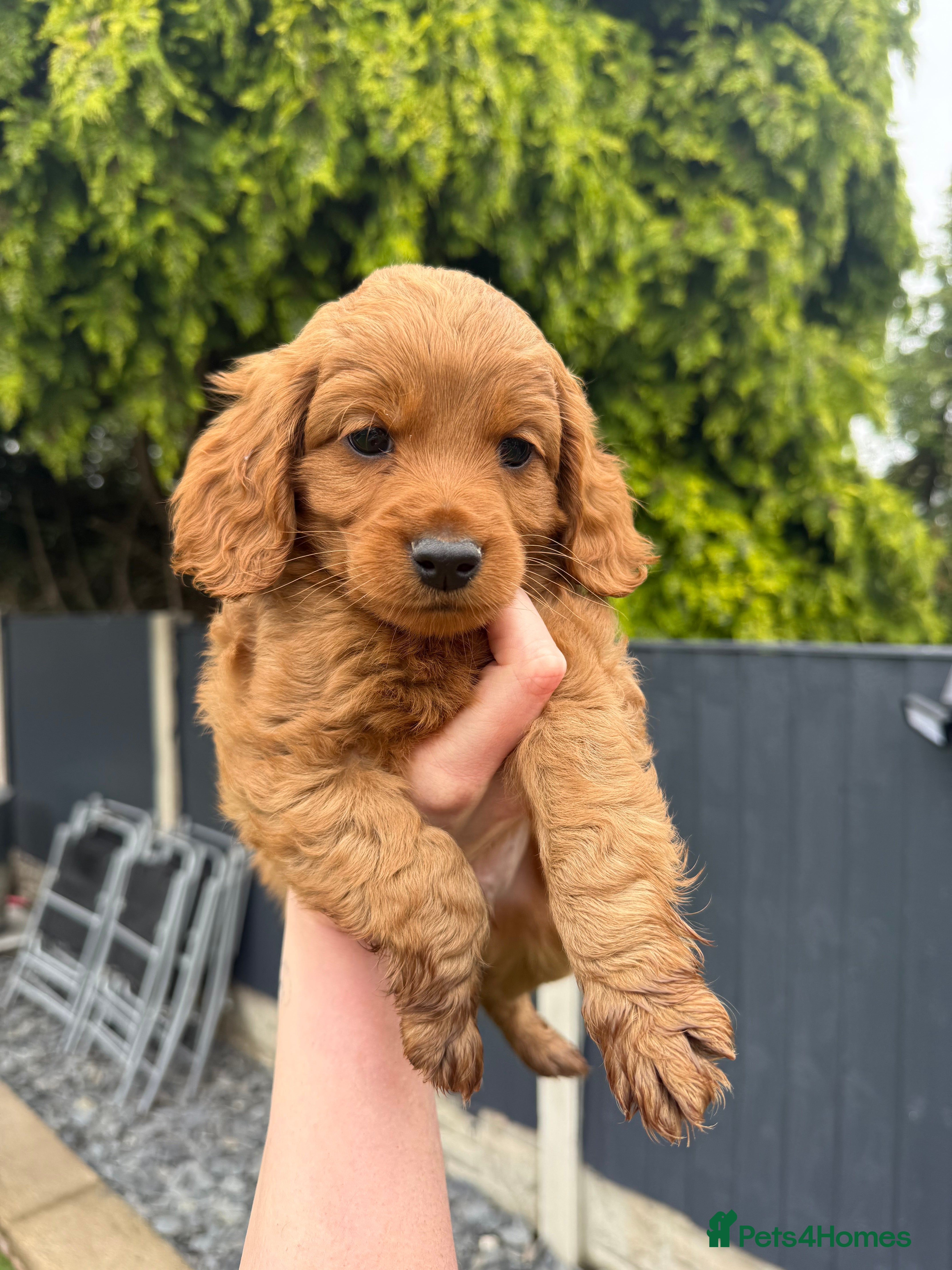 Cockapoo dogs Beautiful F2 cockapoo Ready Now - Advert 2