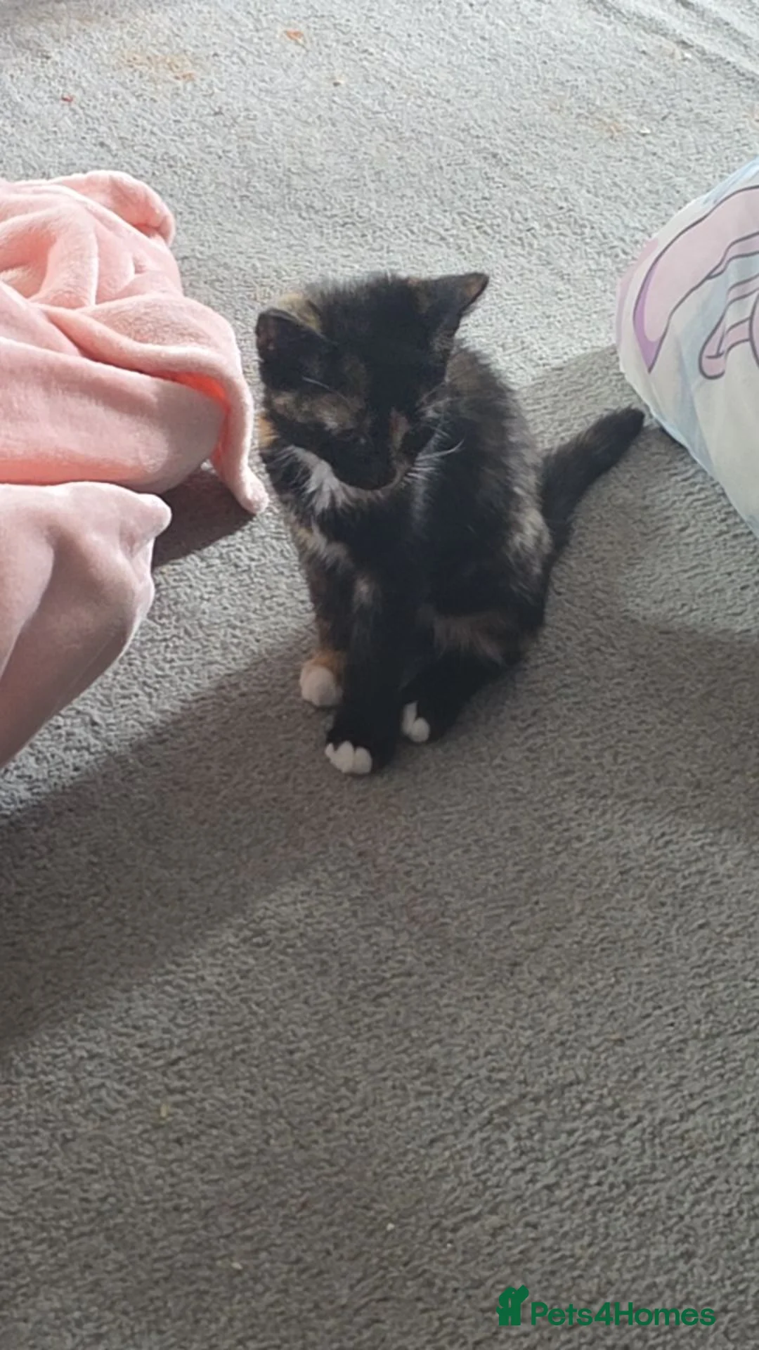 Mixed Breed cats for sale: Turtleshell in Halstead - Advert 1