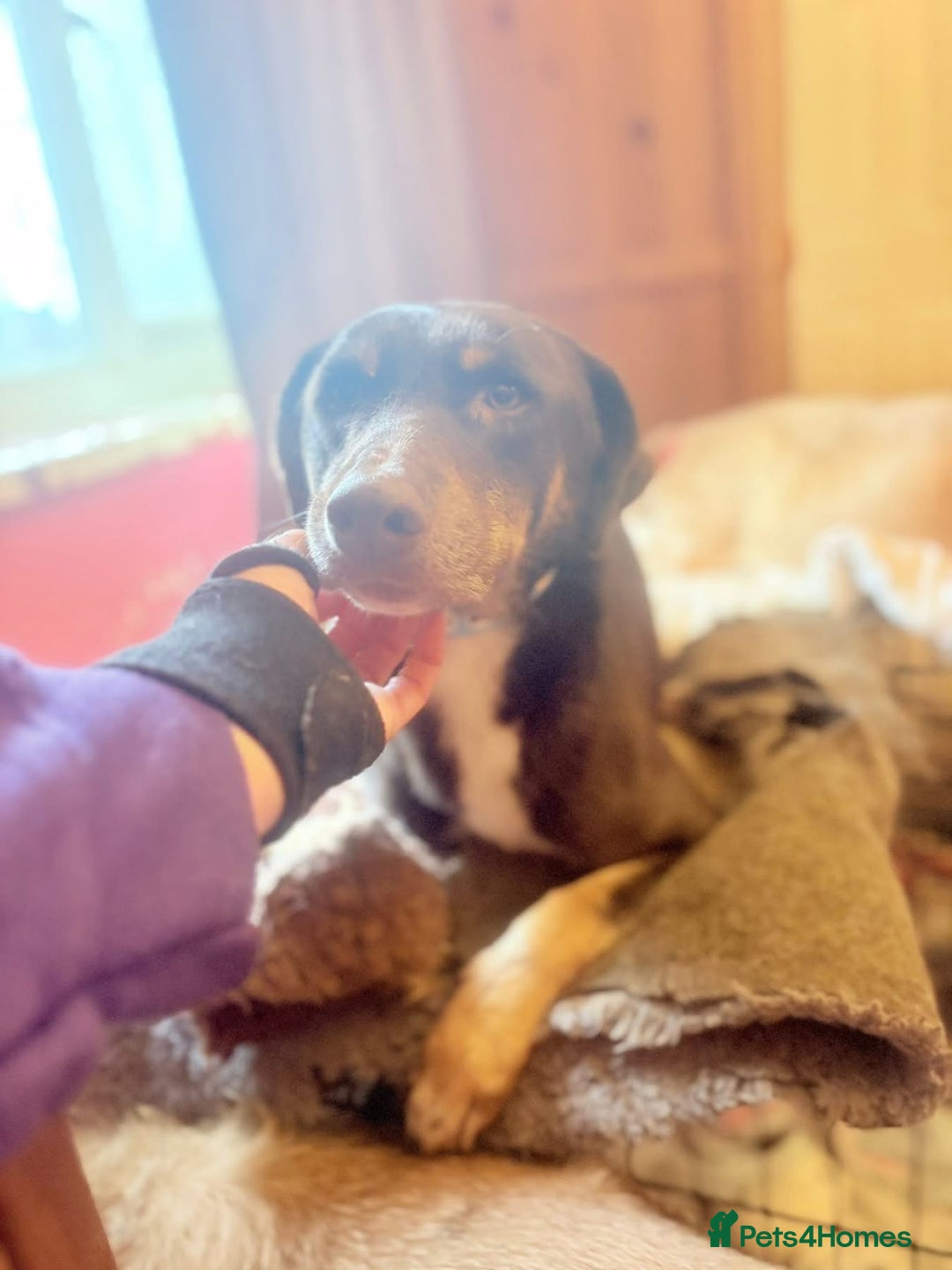 Mixed Breed dogs for adoption: Dobby - Norwich Norfolk  - Advert 8