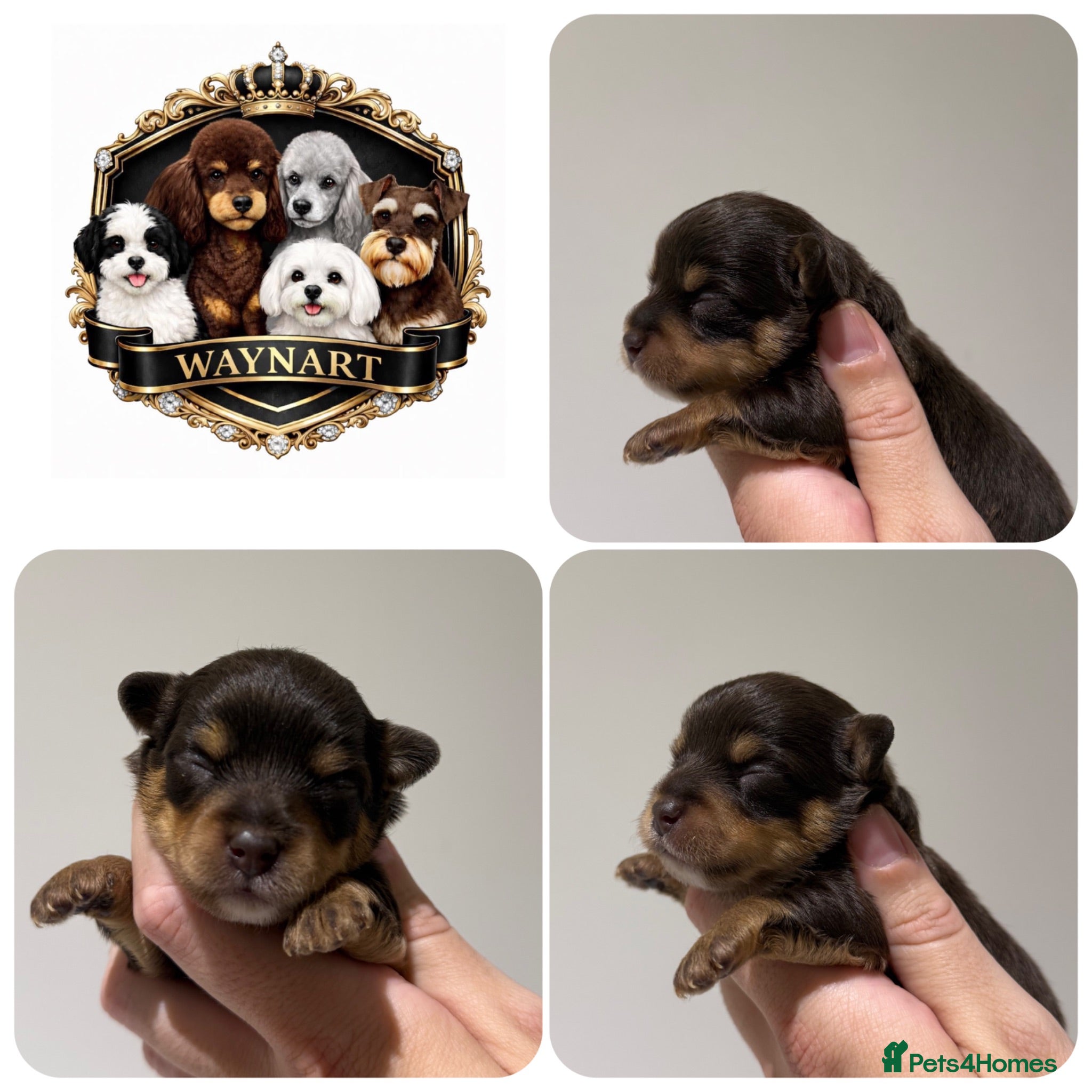 Chipoo dogs 💎 EXQUISITE TINY CHIPOO PUPPIES AVAILABLE 💎  - Advert 2